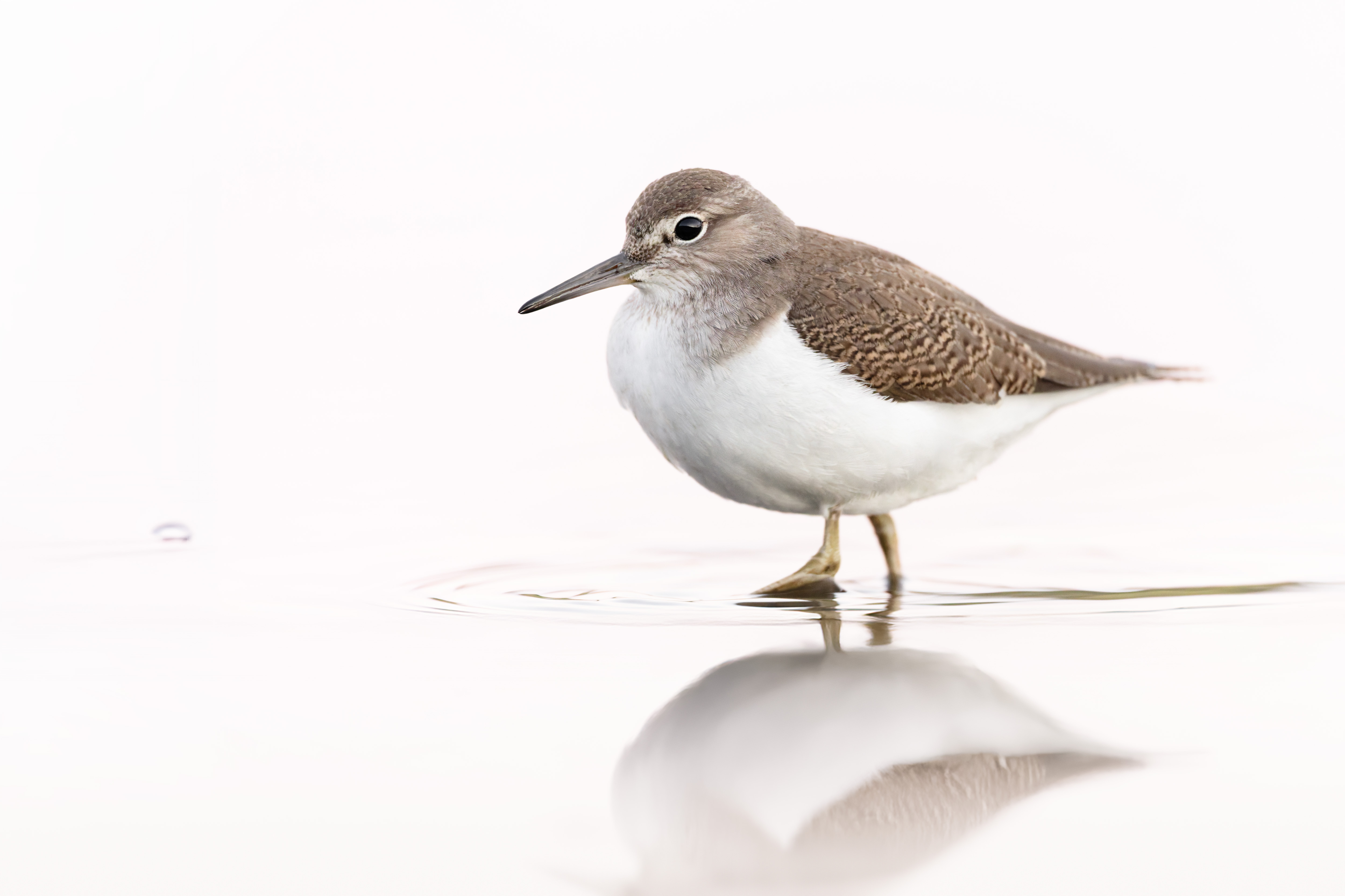 Vogelzug...  oder Fotografie im Liegen