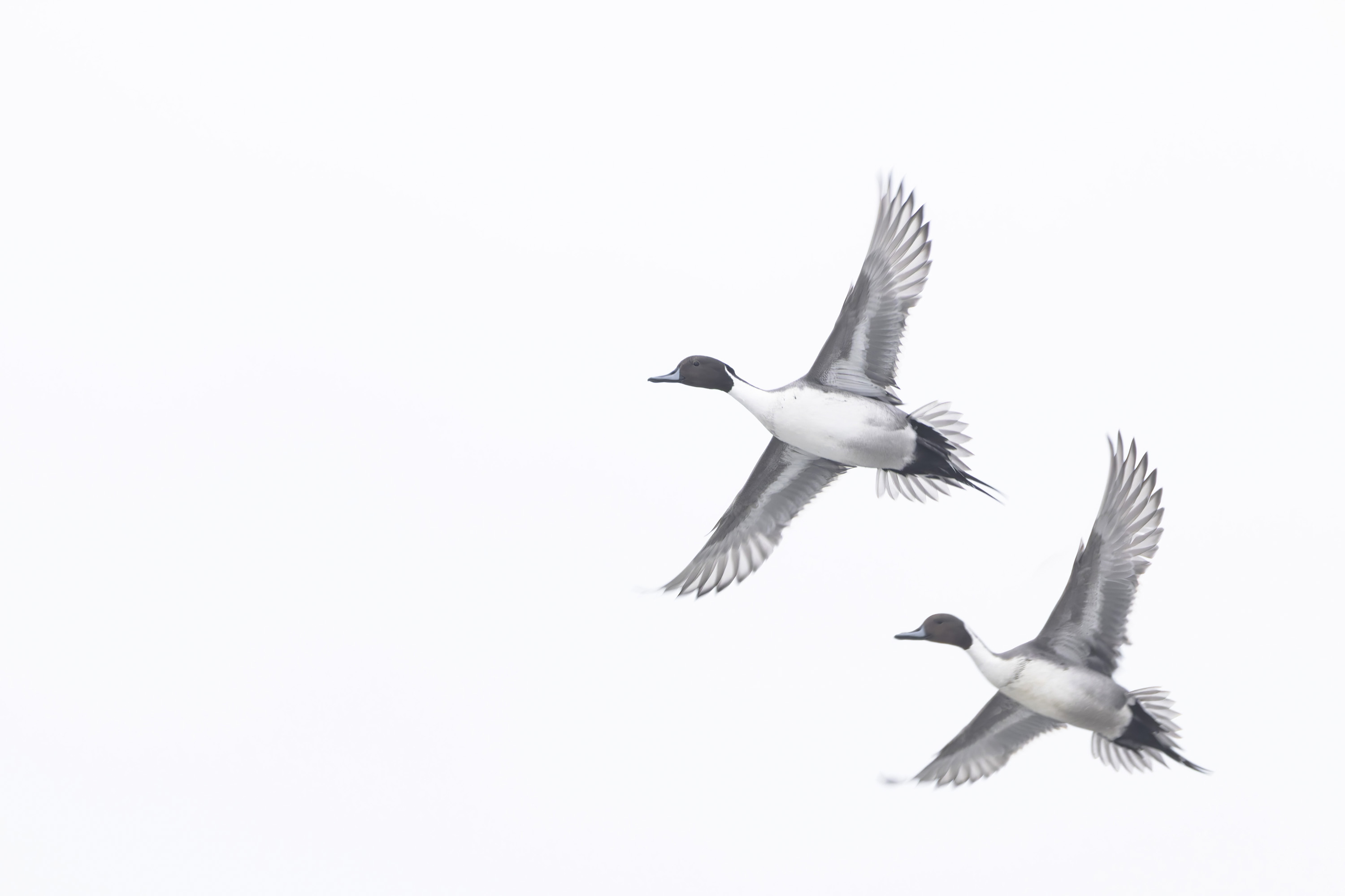 Winter, hard days for our feathered friends