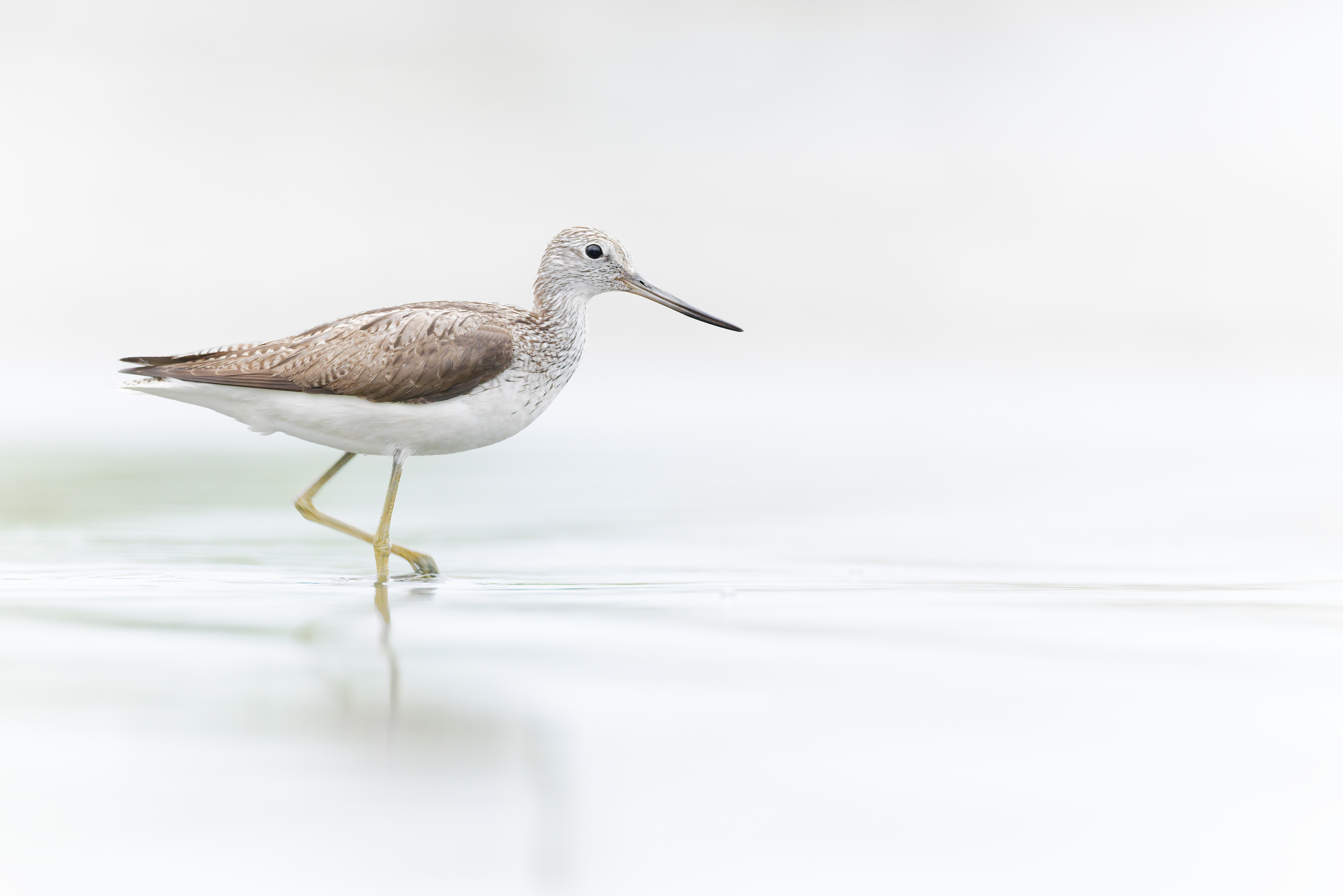 Vogelzug...  oder Fotografie im Liegen