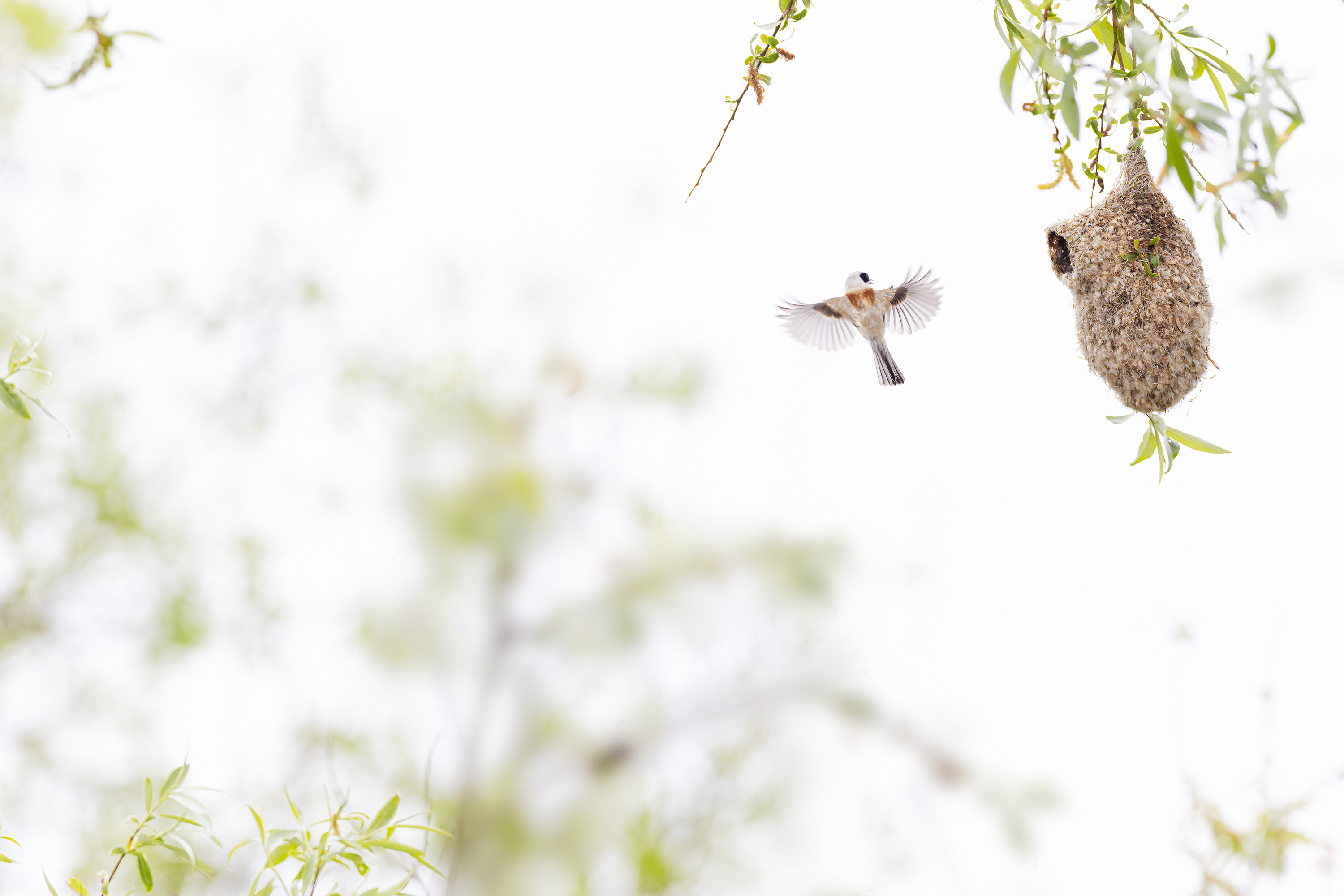 The MOLLE system (Modular Lightweight Load-carrying Equipment) on camera backpacks
