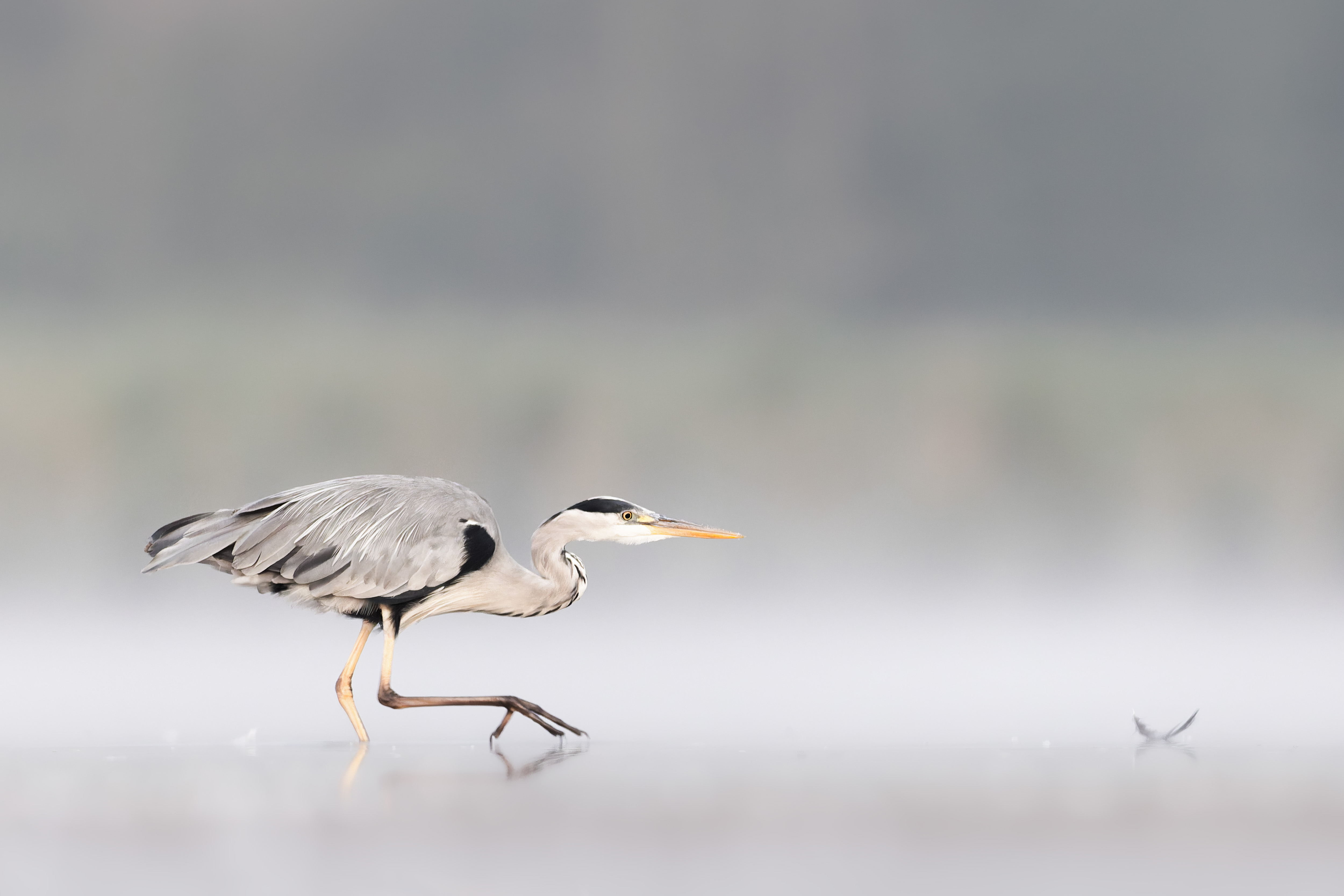 Vogelzug...  oder Fotografie im Liegen