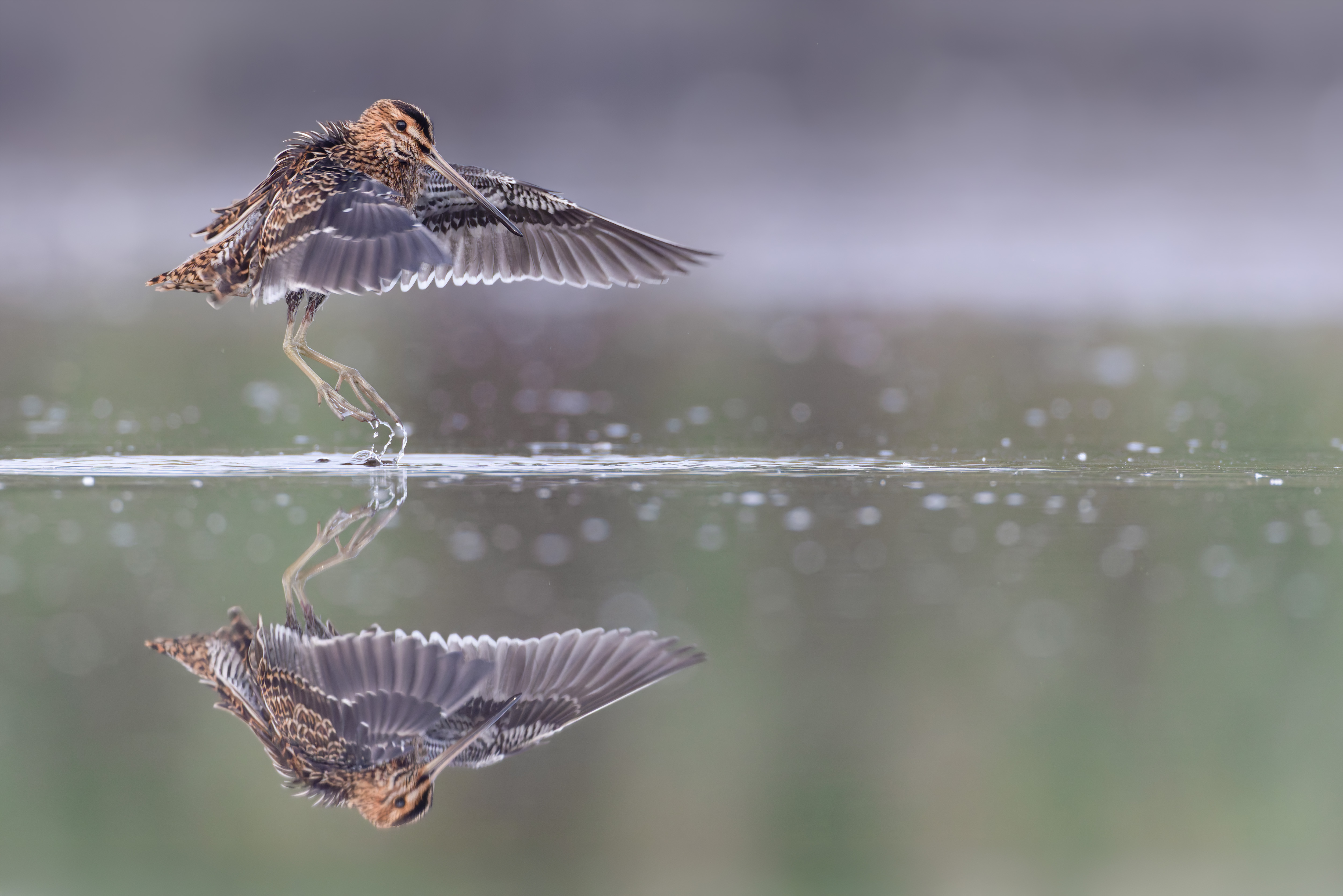 Vogelzug...  oder Fotografie im Liegen