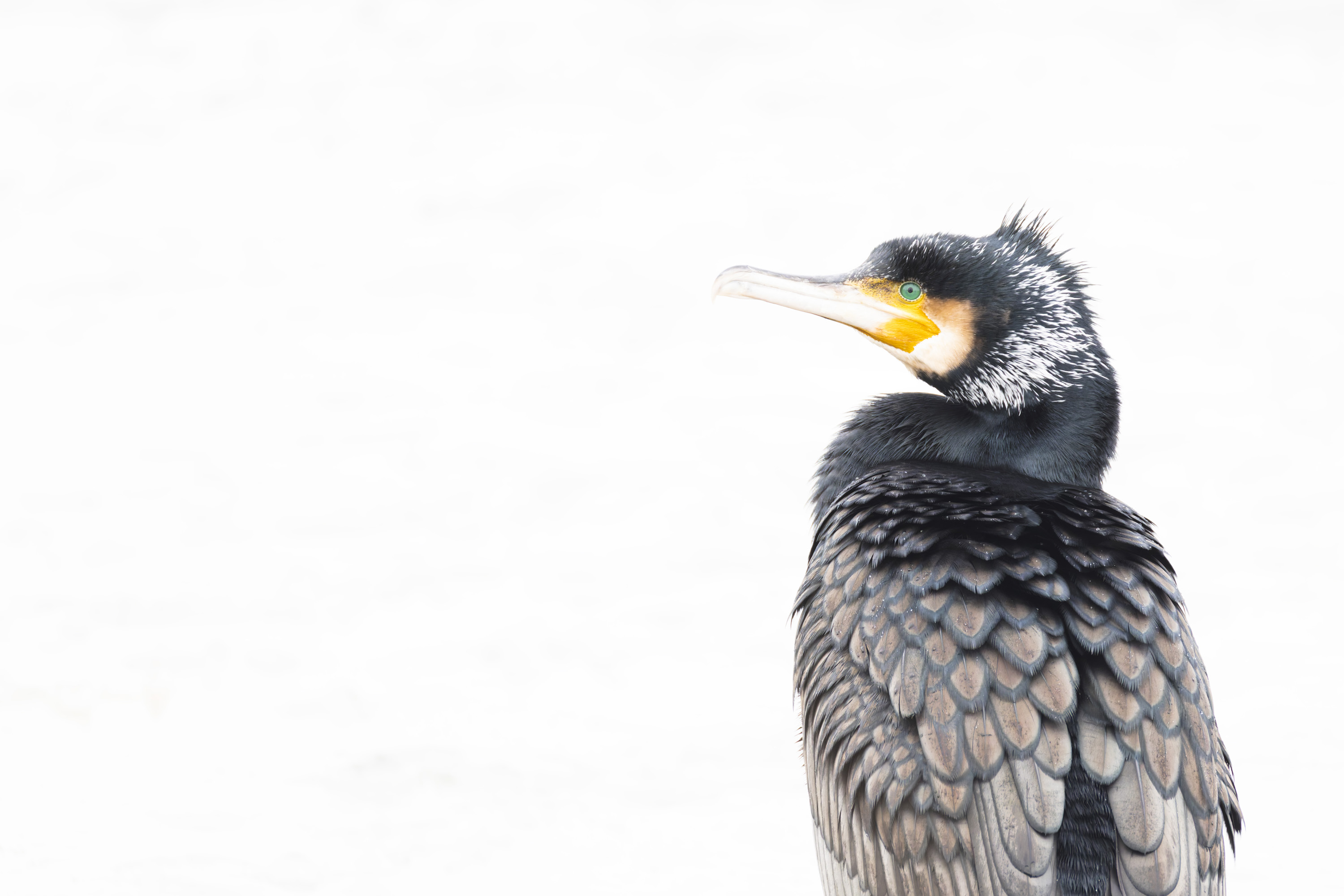 Winter, hard days for our feathered friends