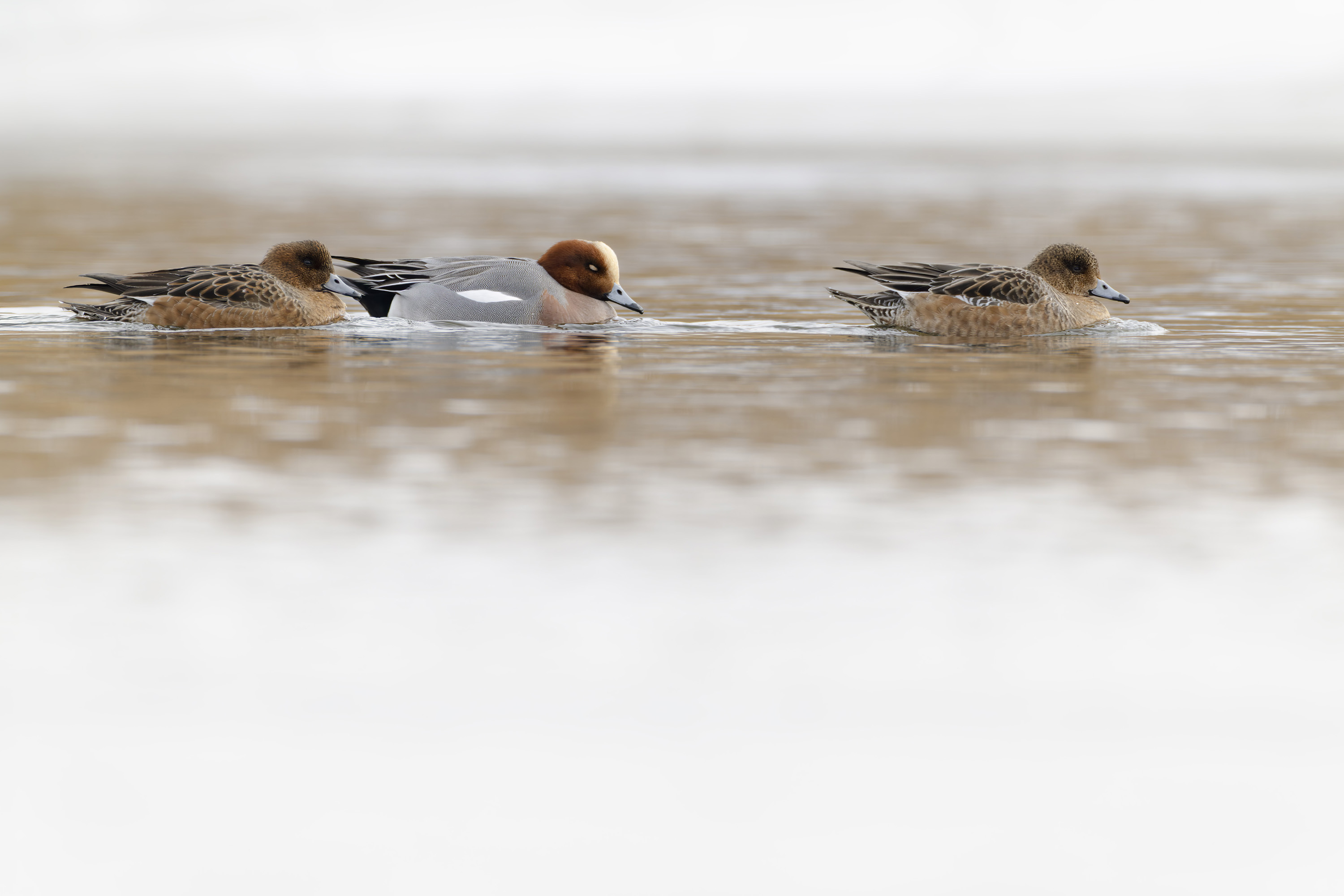 La funda adecuada para tu trípode