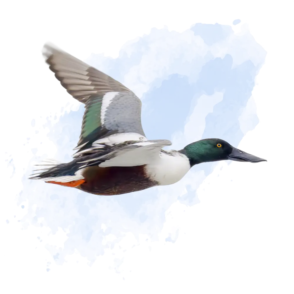 Der Winter, harte Tage für unsere gefiederten Freunde