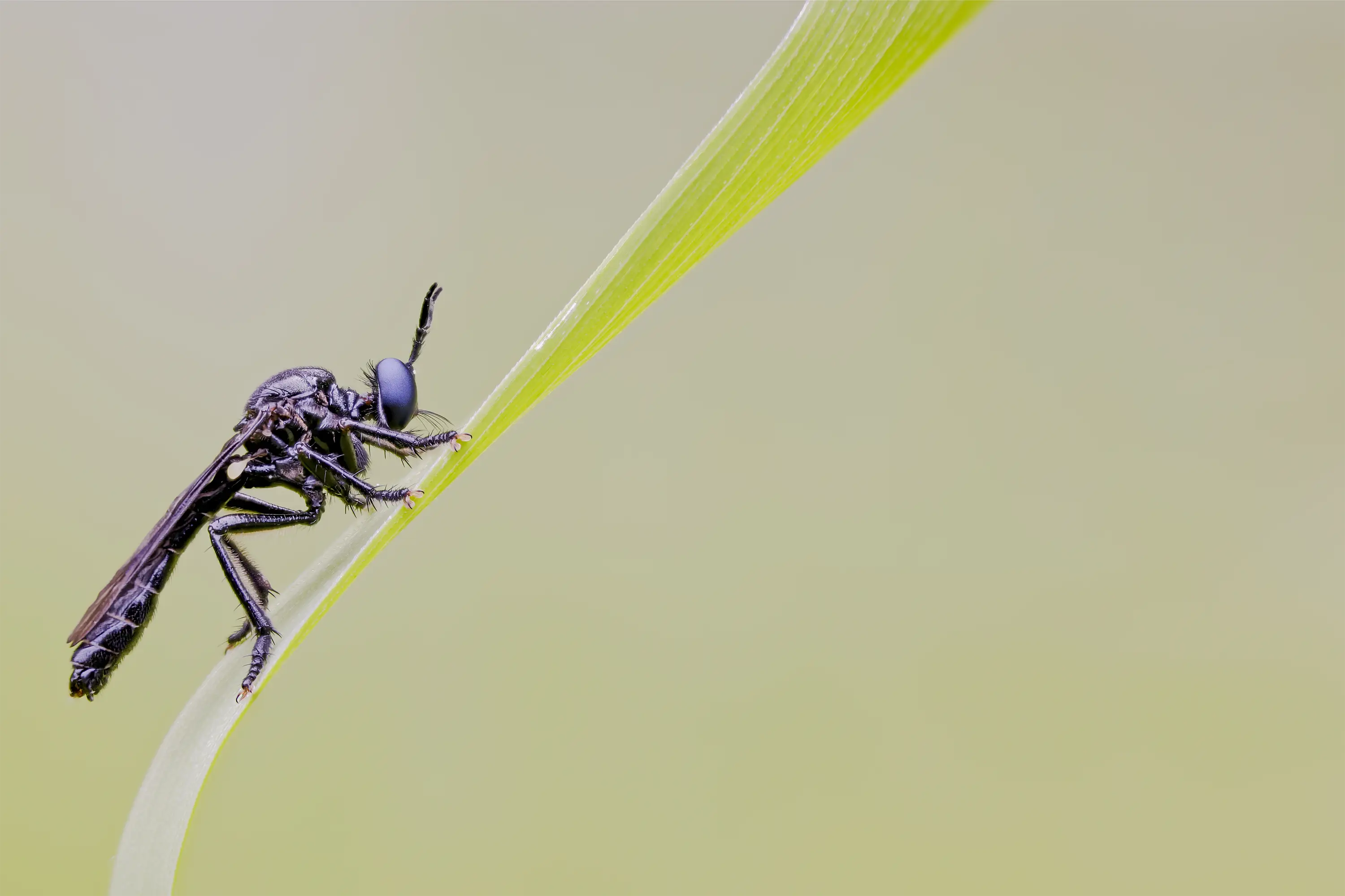 Makrozubehör von Wimberley, die Plamp-Family