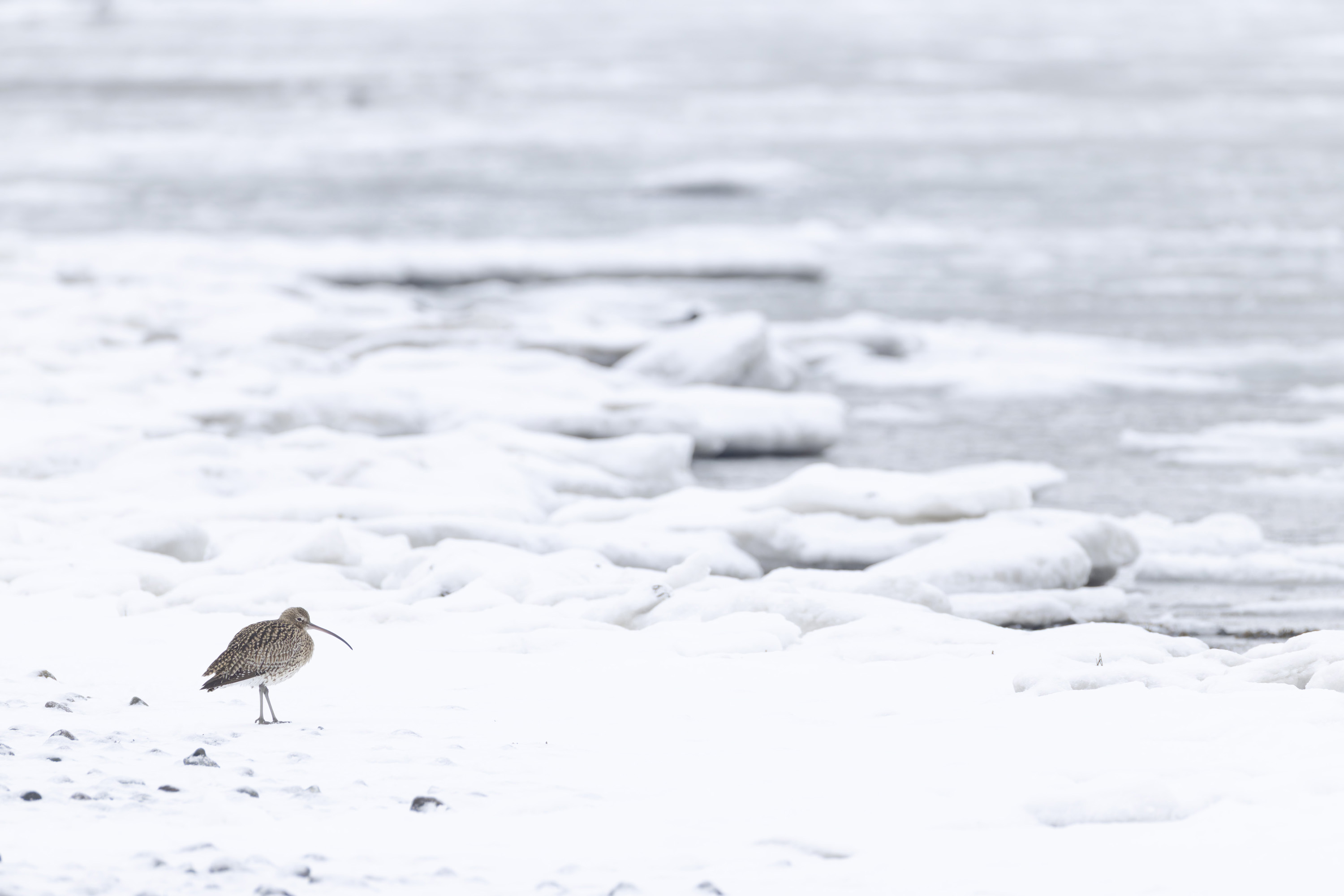 Winter, hard days for our feathered friends