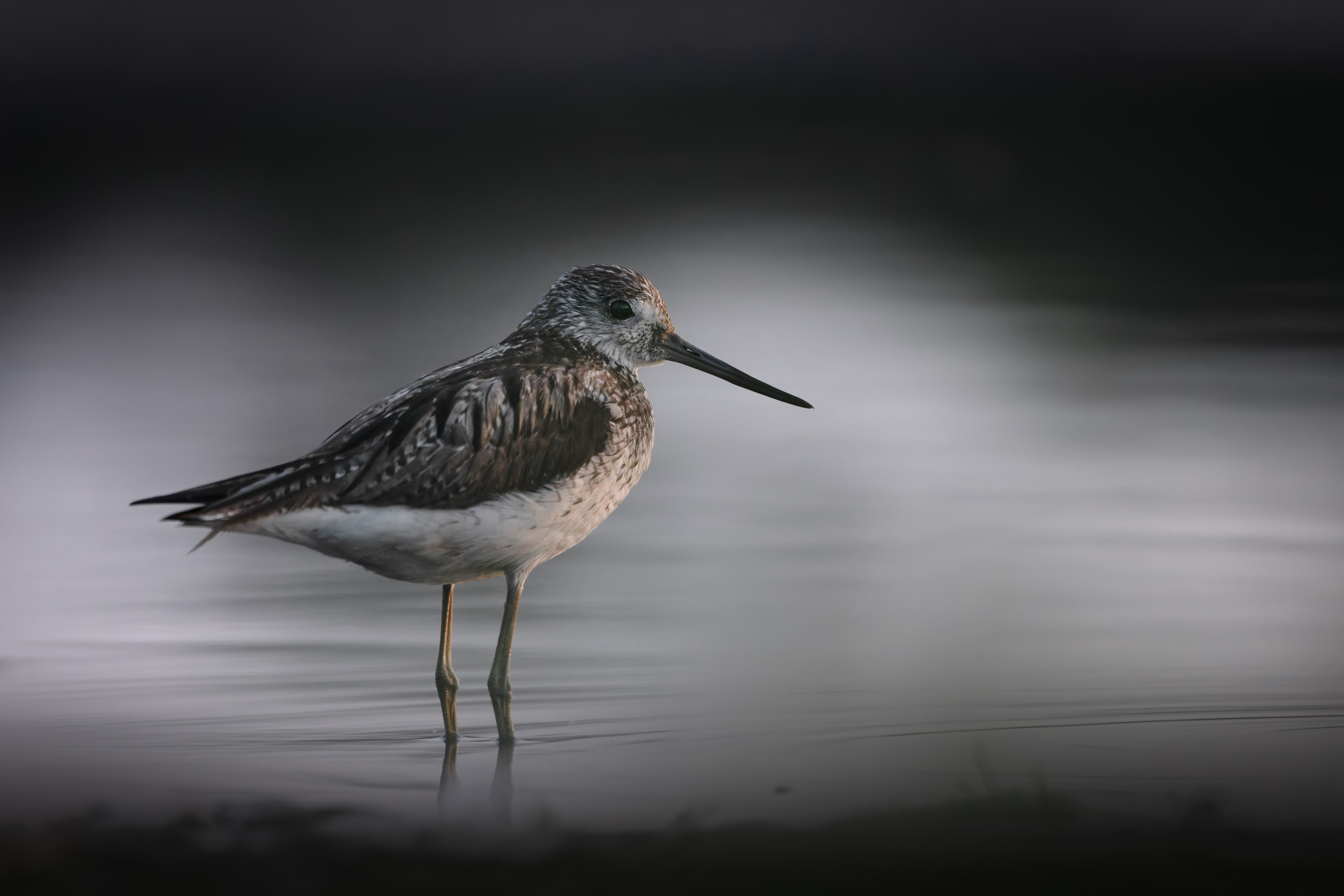 Vogelzug...  oder Fotografie im Liegen