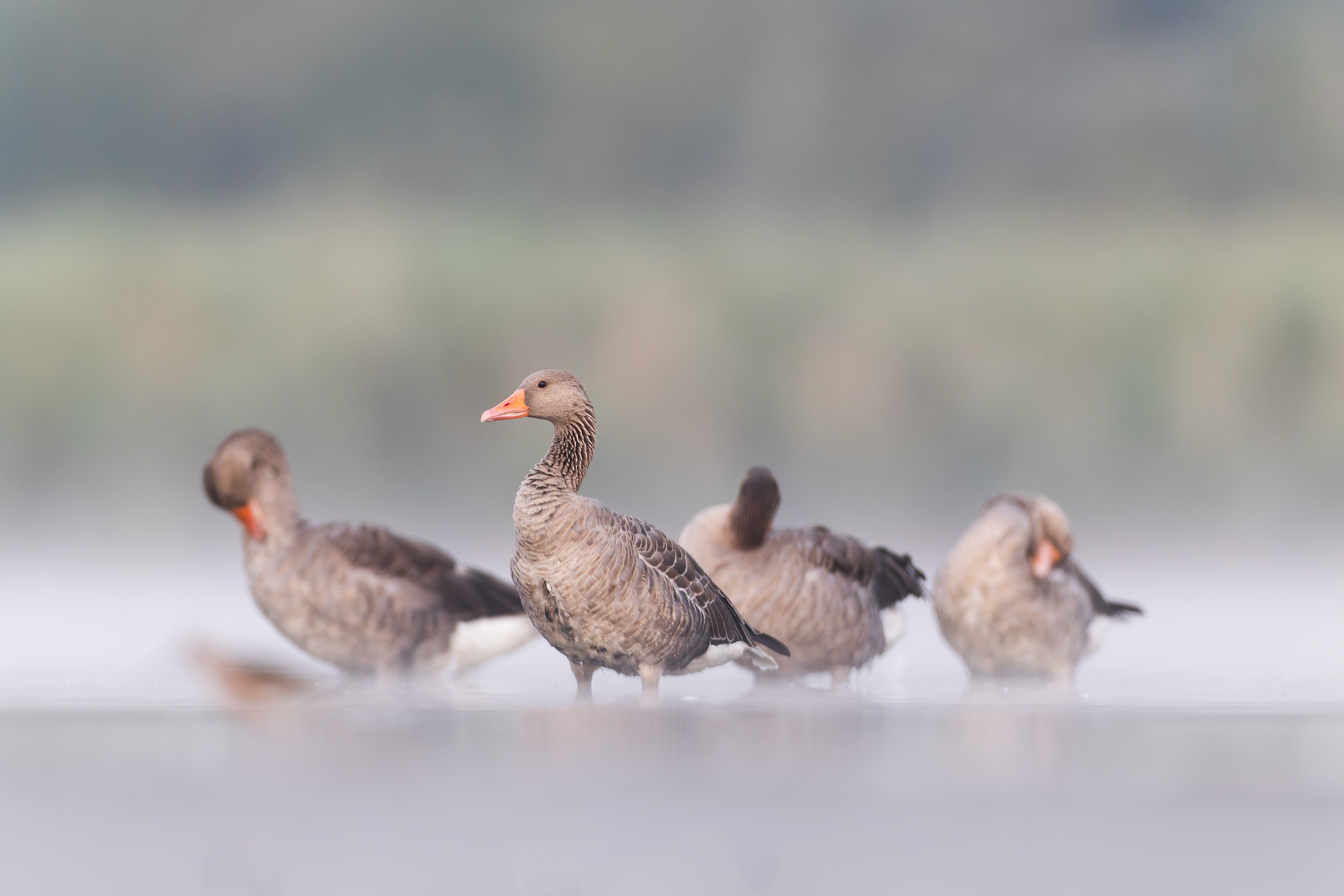 Vogelzug...  oder Fotografie im Liegen