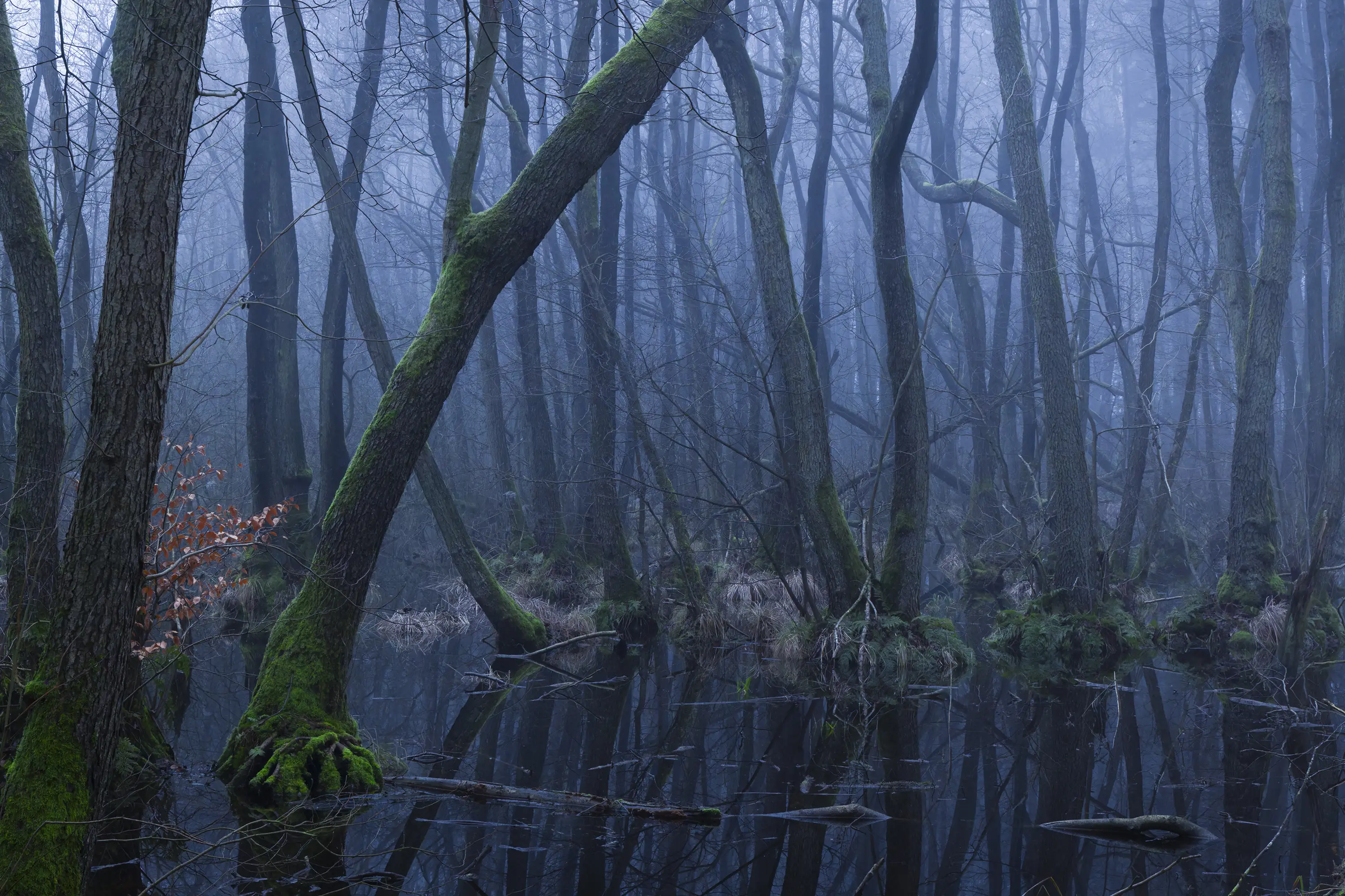Connected - Straps for tripod, camera & lens