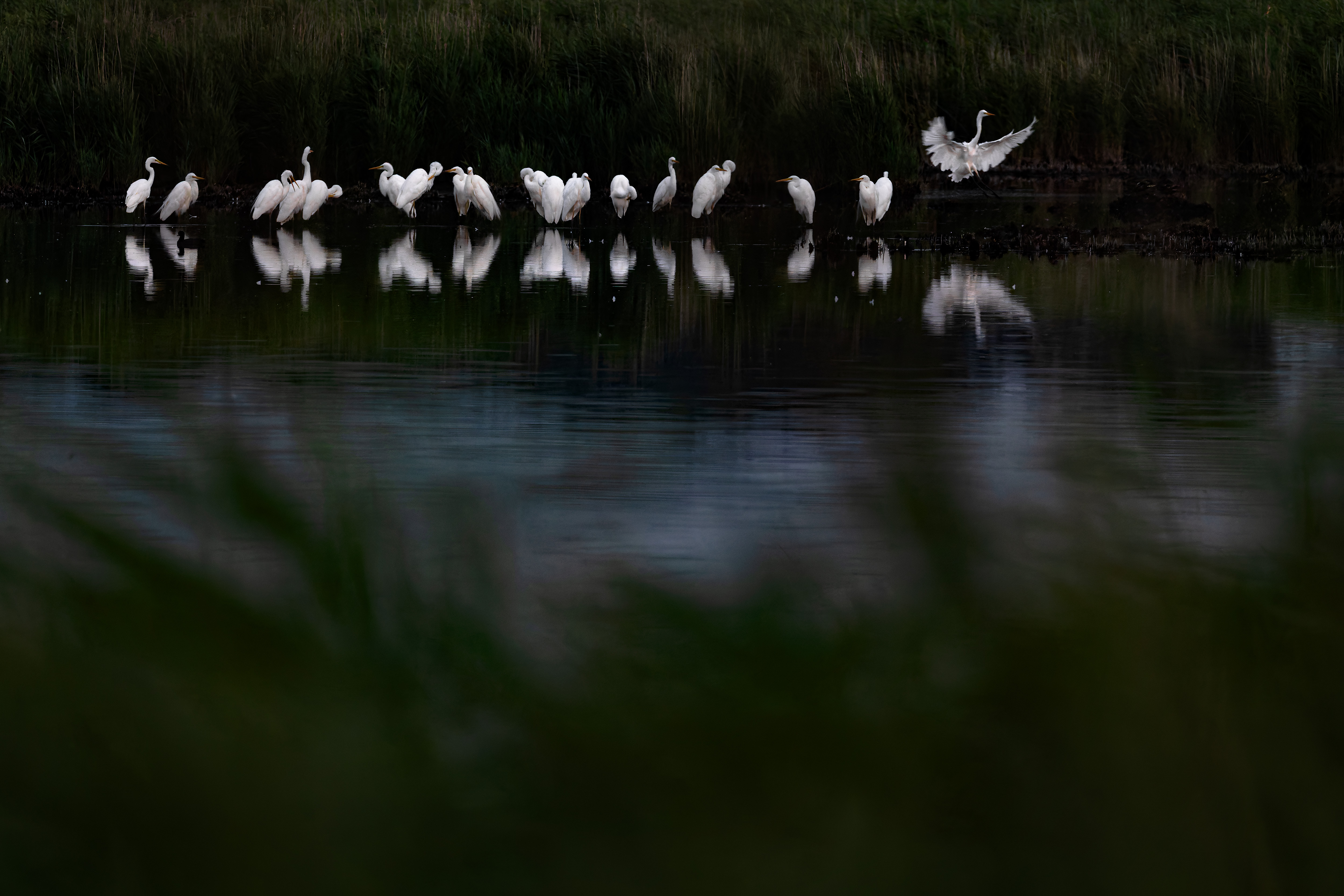 Vogelzug...  oder Fotografie im Liegen