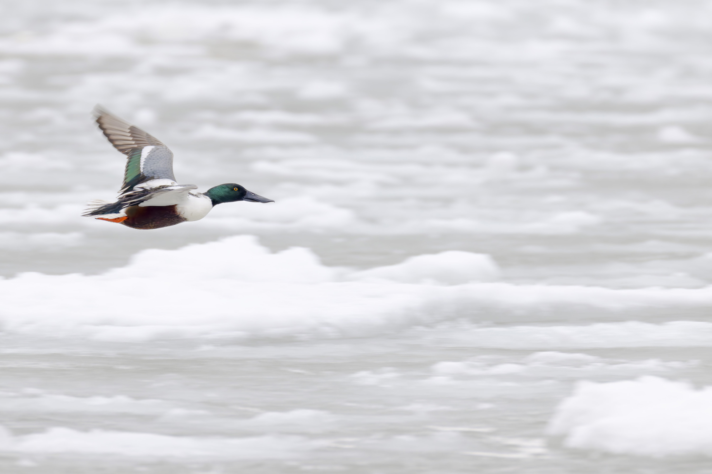 Winter, hard days for our feathered friends