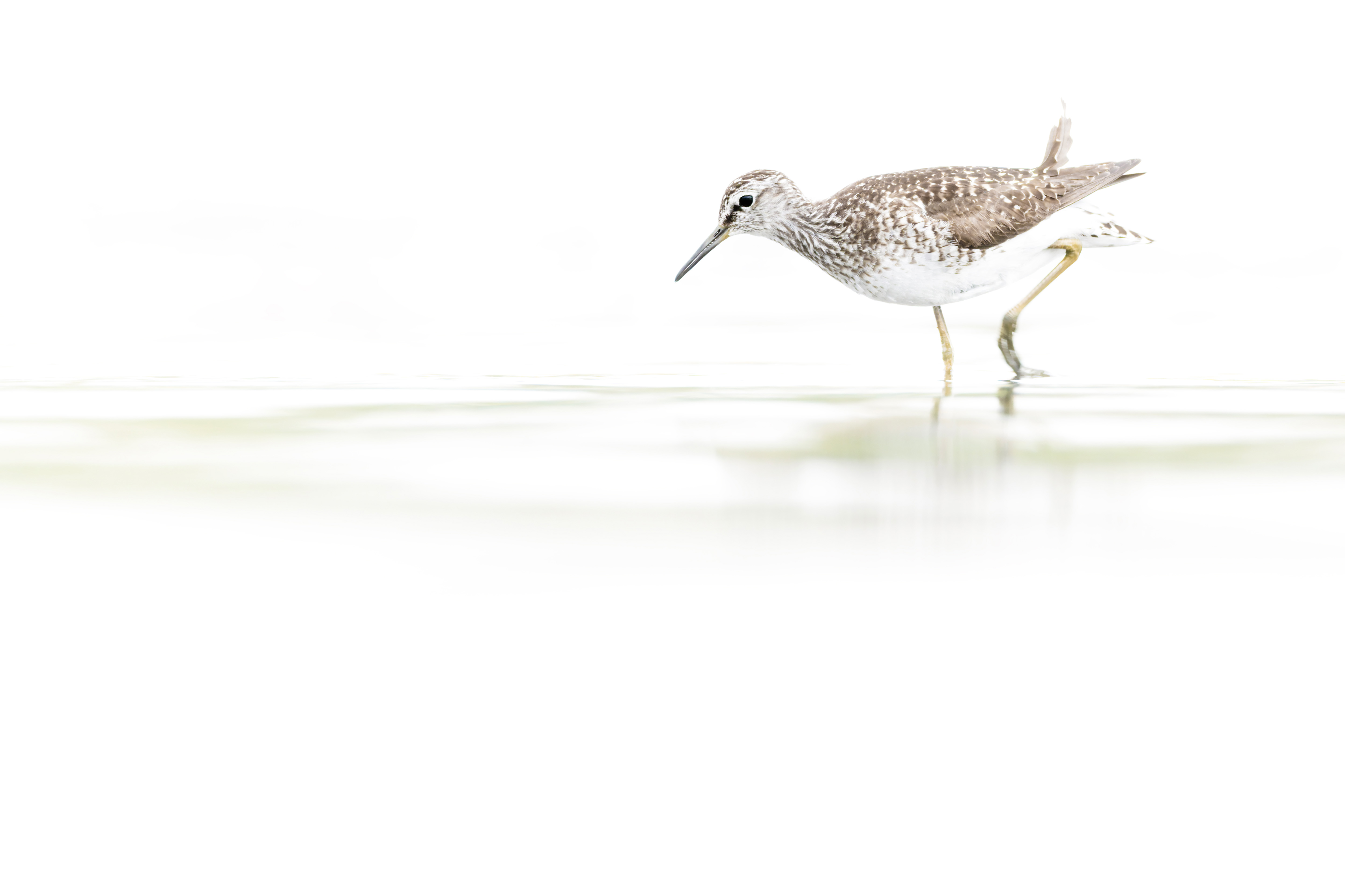 Vogelzug...  oder Fotografie im Liegen