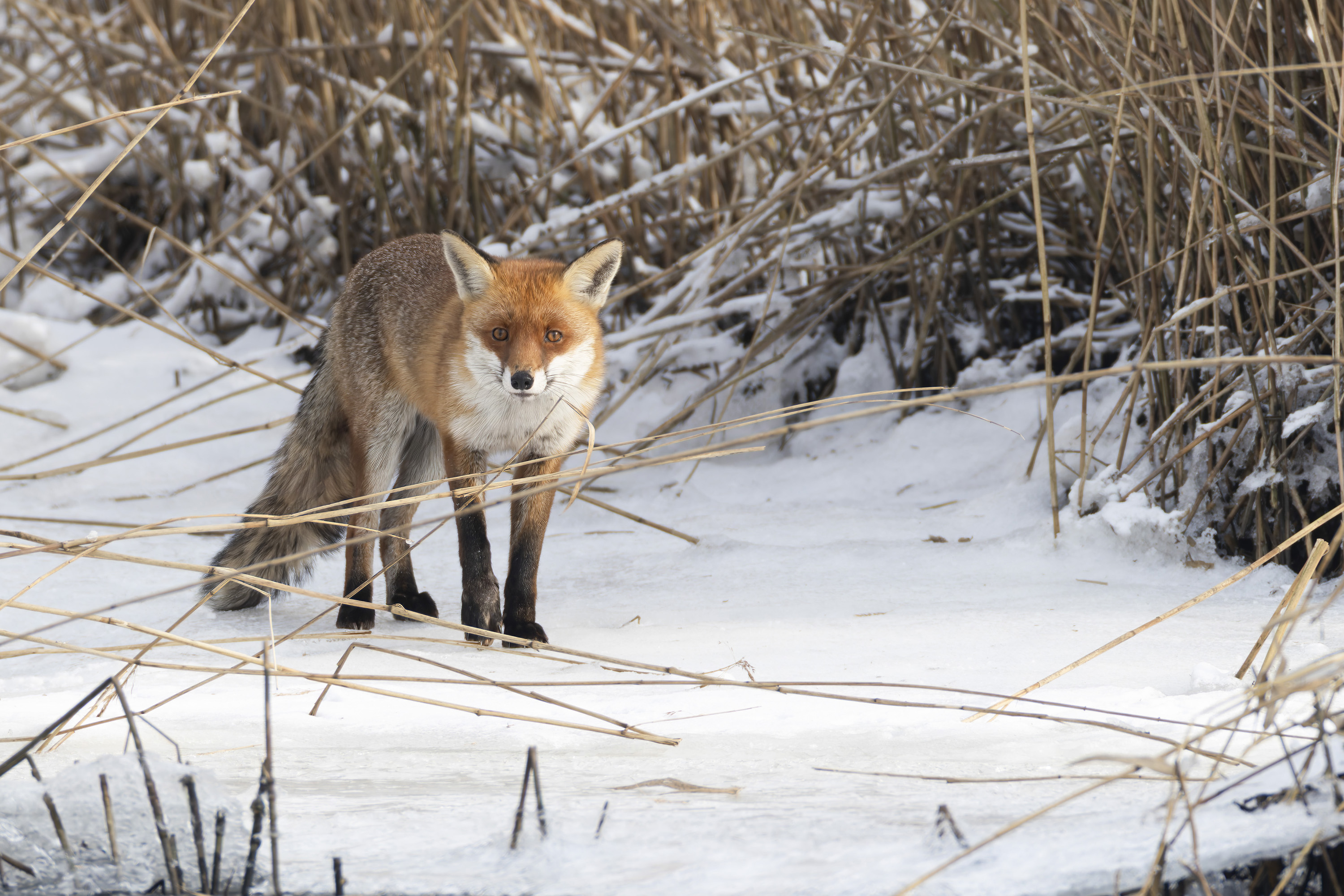 SnapOn Frontdeckel für Teleobjektive